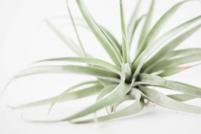are air plants toxic to cats