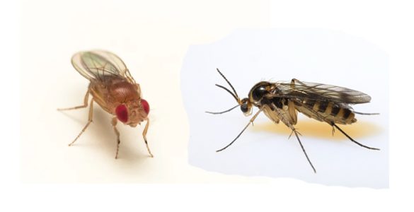 are fruit flies and gnats the same thing
