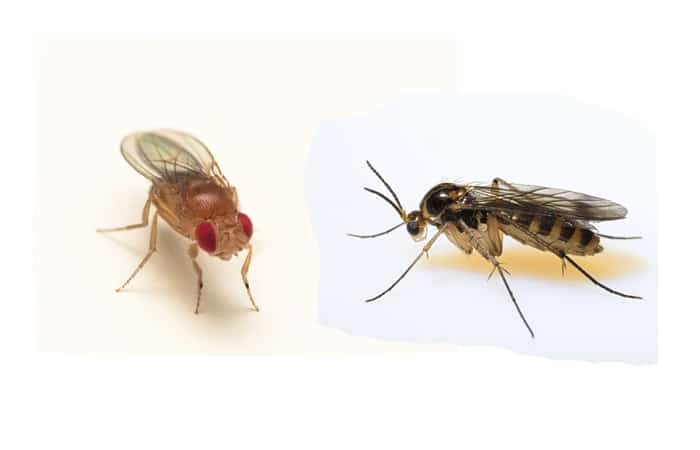 are fruit flies and gnats the same thing