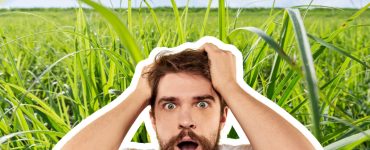 Common Mistakes to Avoid When Growing Wheatgrass for Lawns