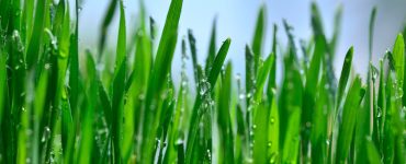 Wheatgrass Lawn Myths and Facts: Separating Truth from Fiction