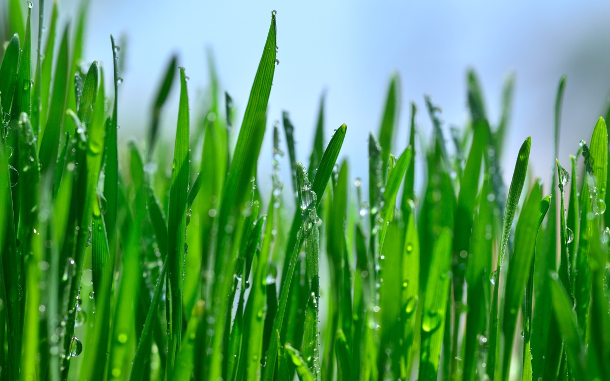 Wheatgrass Lawn Myths and Facts: Separating Truth from Fiction