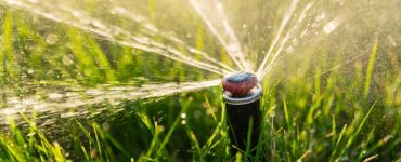 Can Wheatgrass Help Reduce Water Consumption in Lawns?