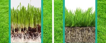 Wheatgrass vs. Traditional Grass: Which is Better for Your Lawn?