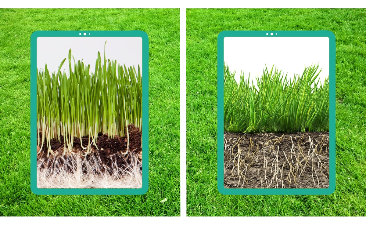 Wheatgrass vs. Traditional Grass: Which is Better for Your Lawn?